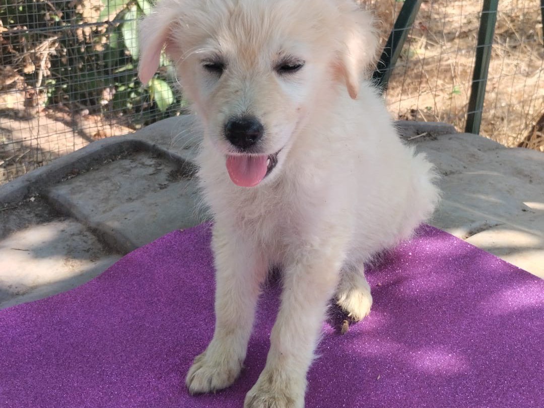 Adotta il cane Jenny a Vibo