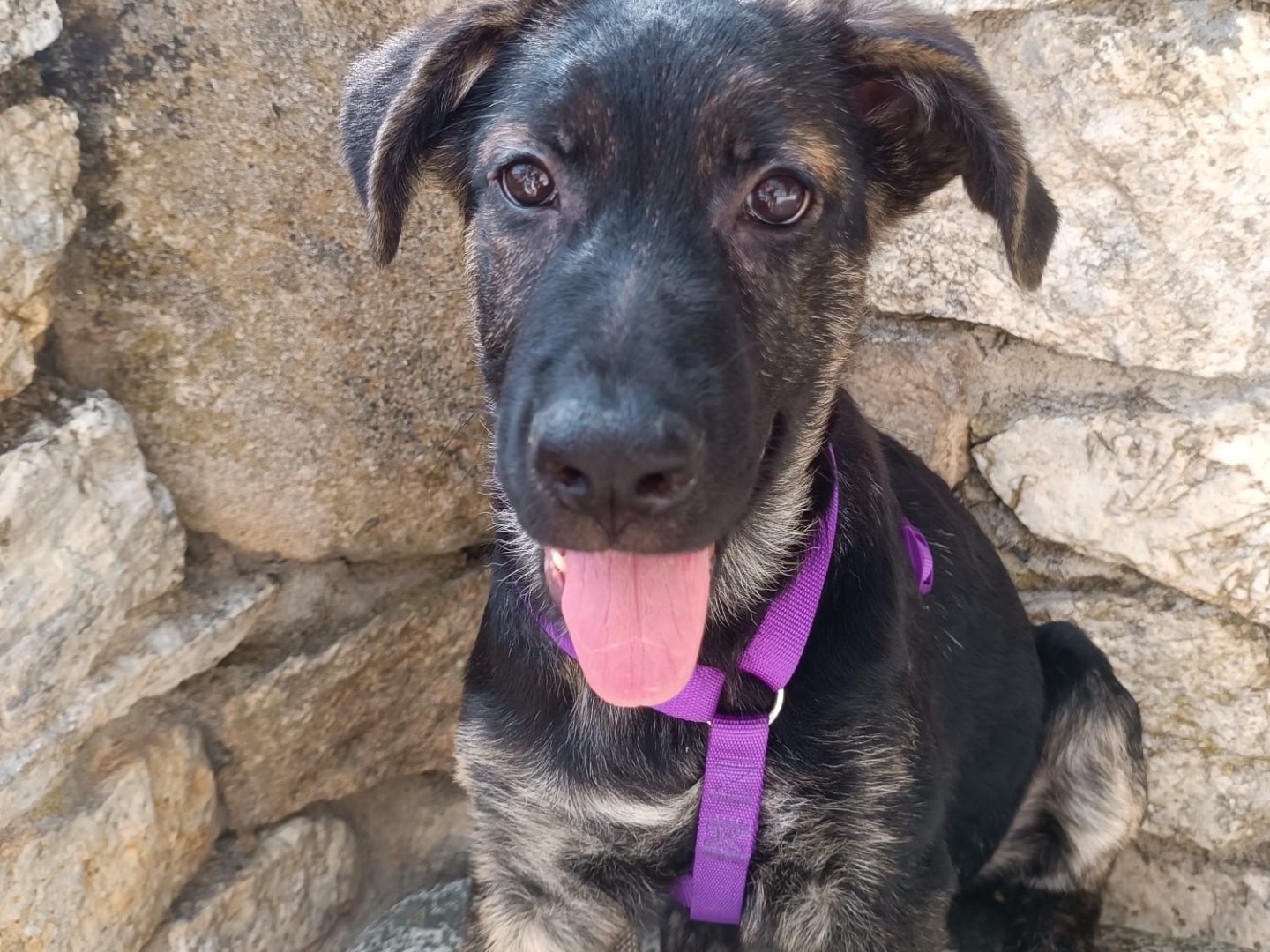 Adozione cane, maschio, Razza sconosciuta Razza sconosciuta, 4 mesi, taglia grande, Vibo