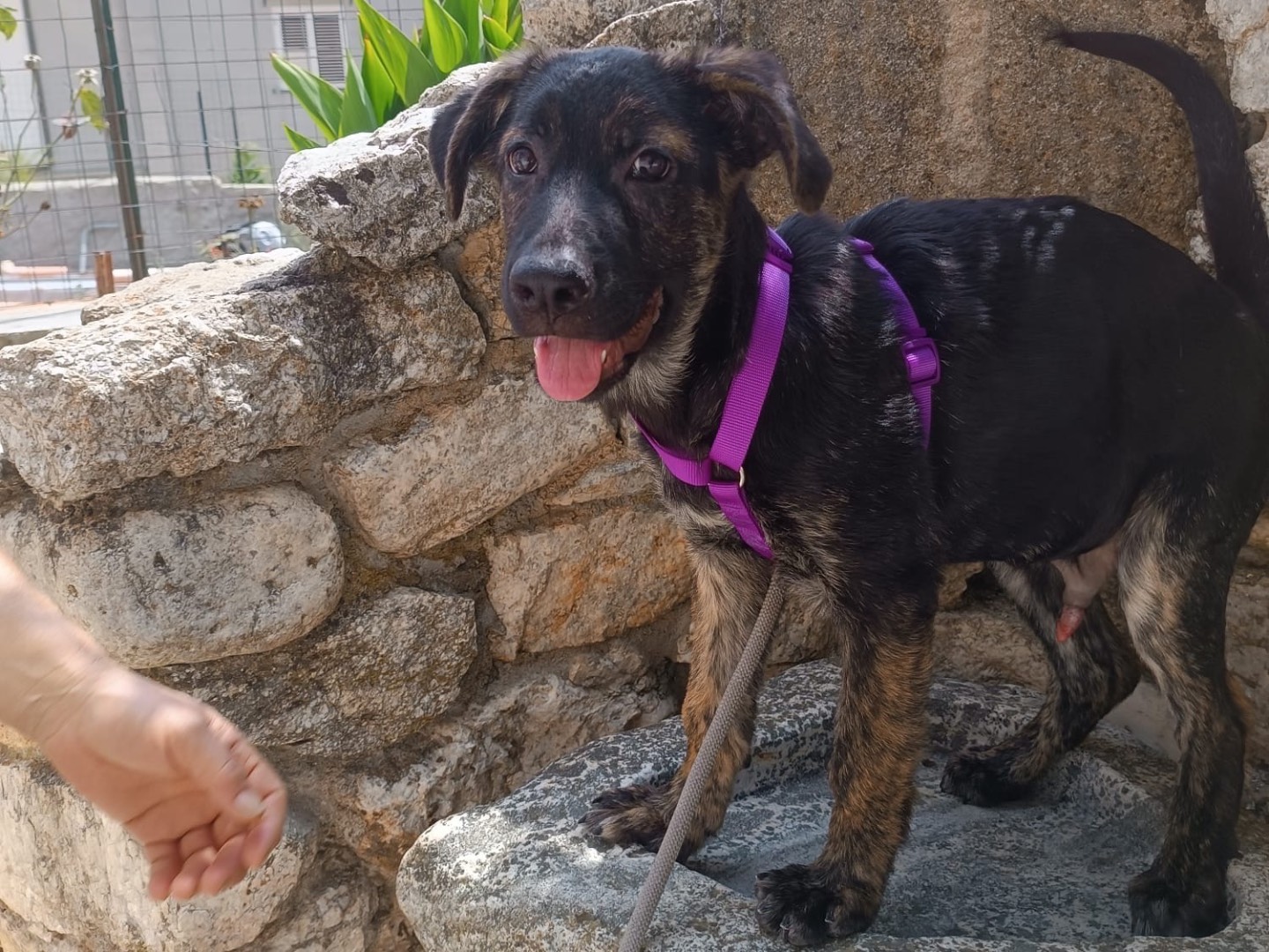 Adotta un cane, maschio, 4 mesi, Vibo