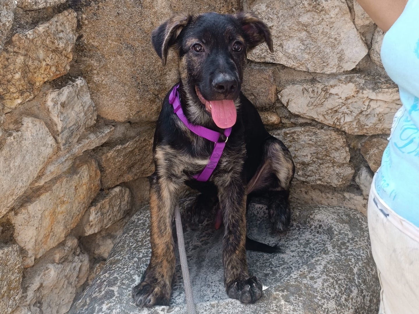 Vuoi adottare un cane a Vibo?
