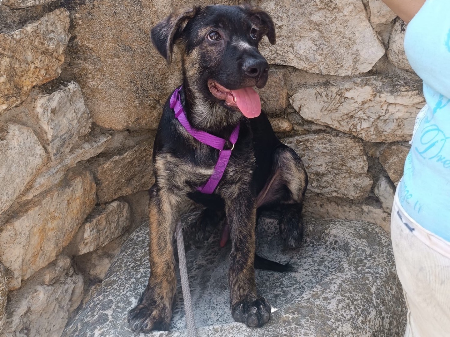 Adotta il cane Zorro a Vibo