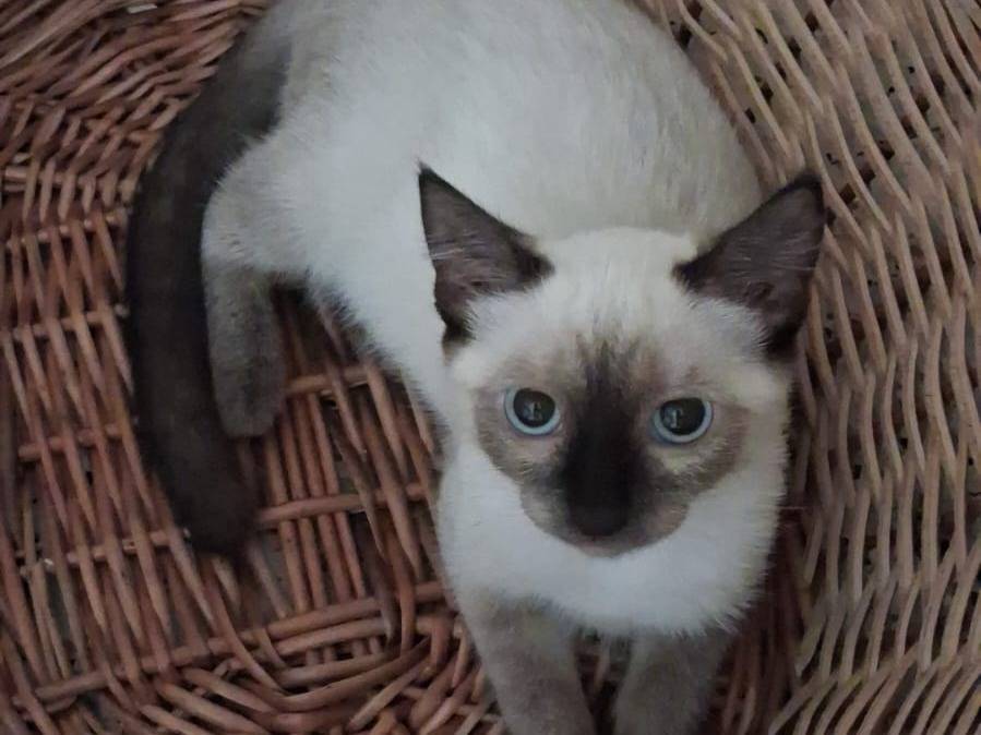 Adozione gatto, femmina, Siamese Razza sconosciuta, 4 mesi, taglia non valida, Forl