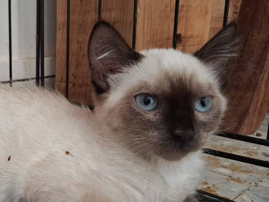 Adotta un gatto, femmina, 4 mesi, Forl