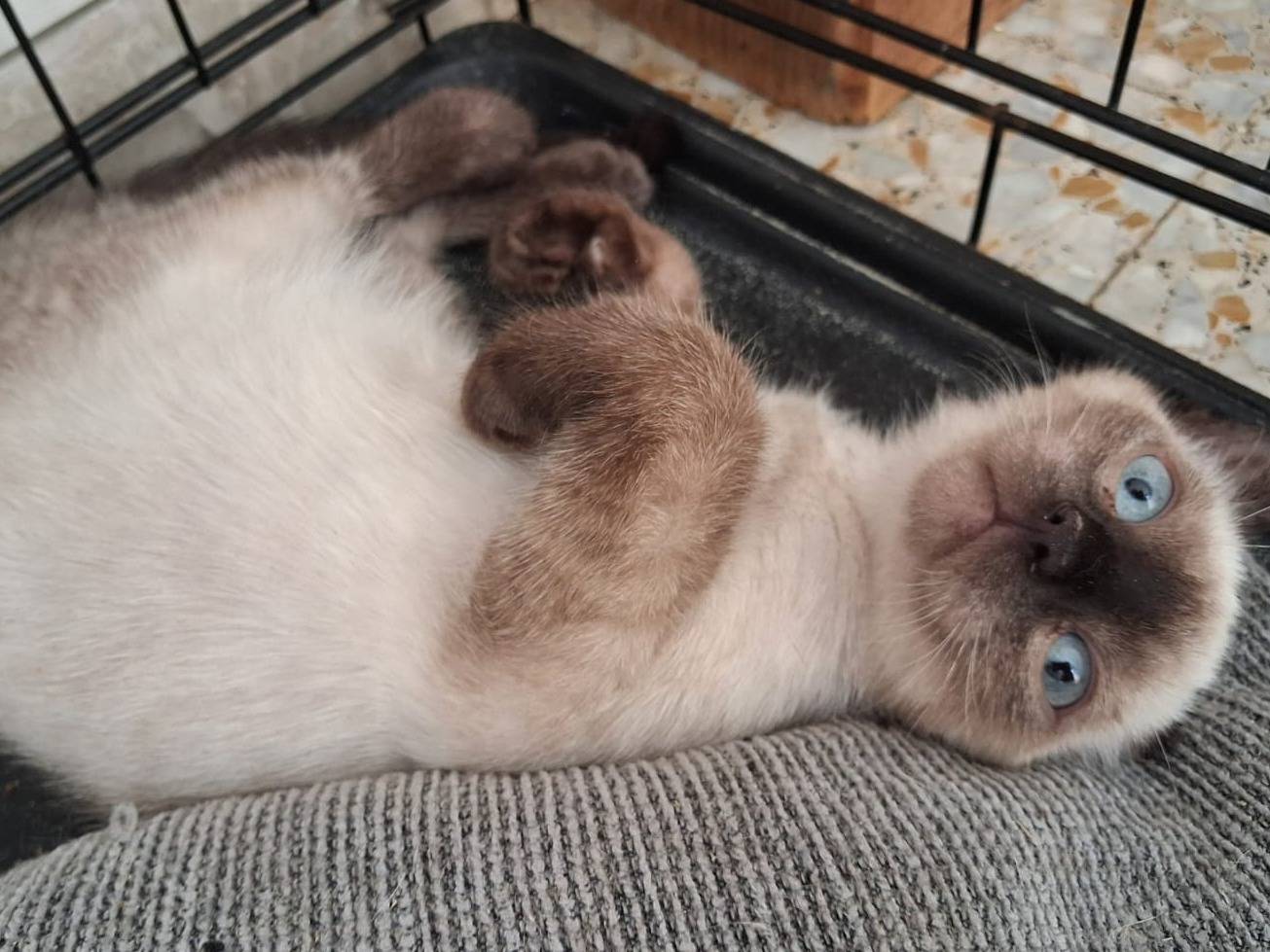 Adotta un gatto, taglia non valida, femmina, Forl