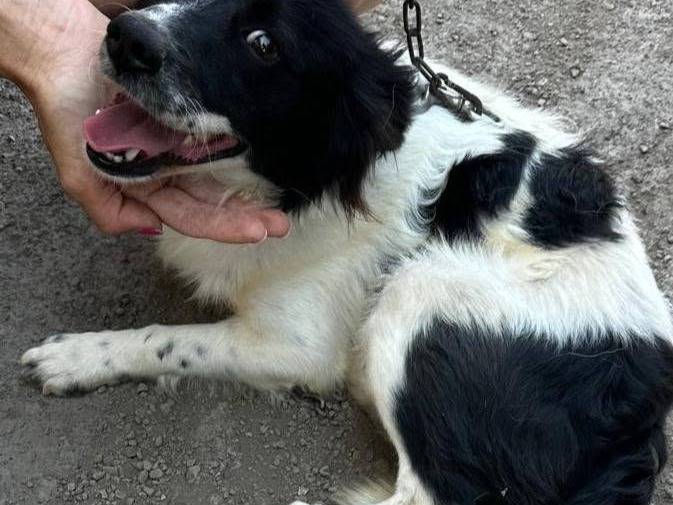 Adotta un cane, maschio, 8 mesi, Bari
