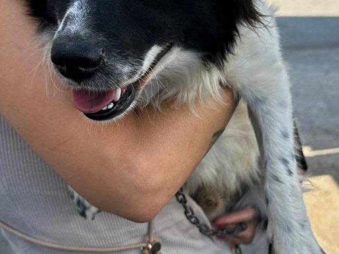 Adotta un cane, taglia piccola, maschio, Bari