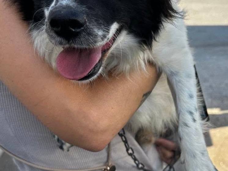 Adotta il cane Scricciolo a Bari