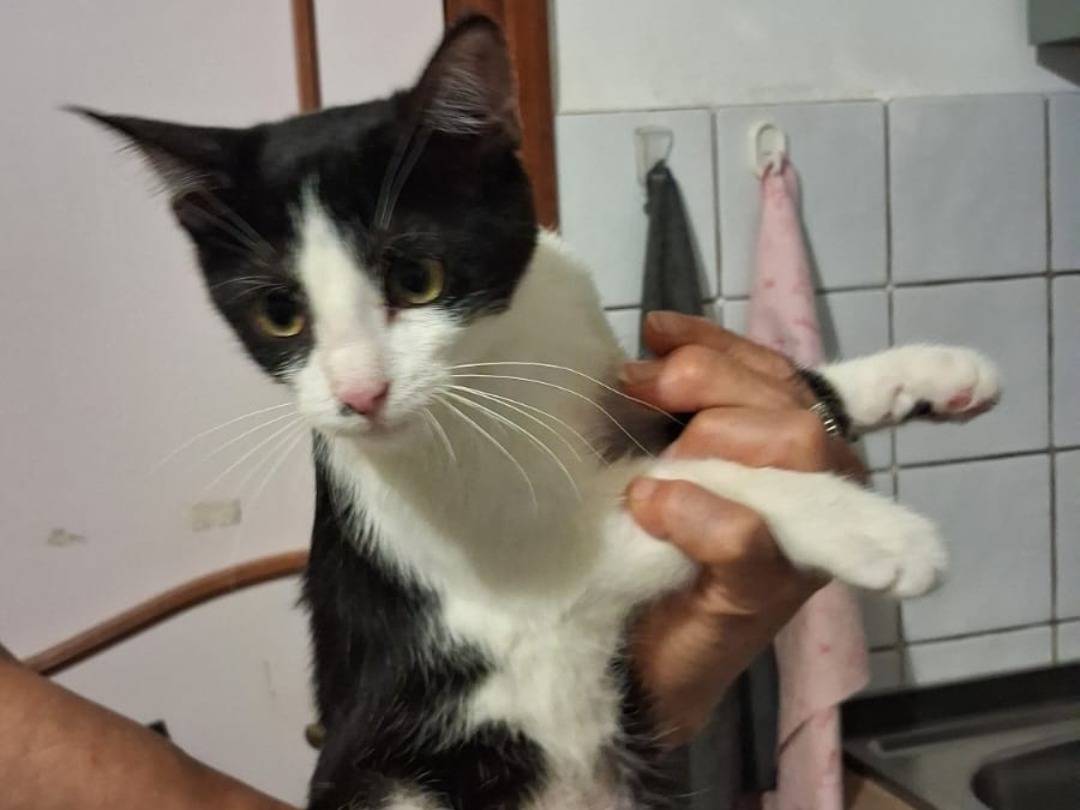Adozione gatto, femmina, Razza sconosciuta Razza sconosciuta, 4 mesi, taglia non valida, Ragusa