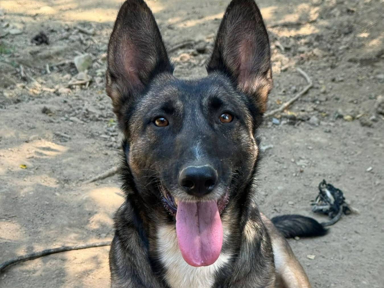 Adotta un cane, femmina, 2 anni e 1 mese, Firenze