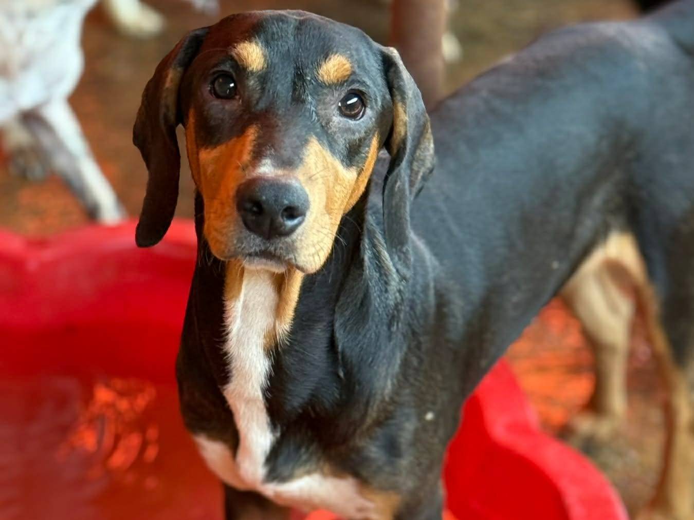 Adotta un cane, maschio, 5 mesi, Firenze