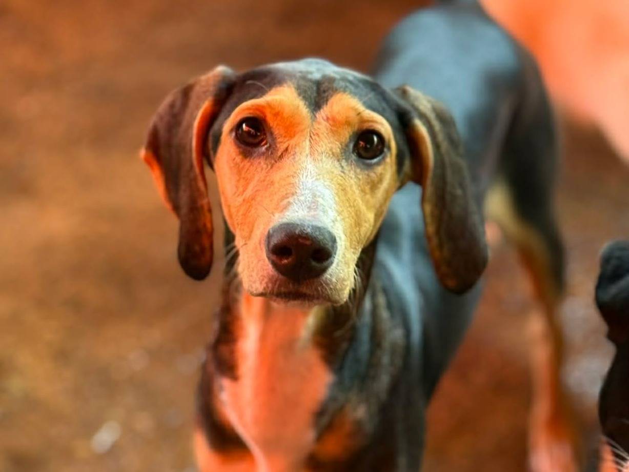 Adotta un cane, taglia media, femmina, Firenze