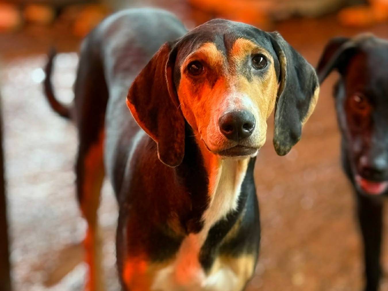 Adotta un cane, femmina, 6 mesi, Firenze