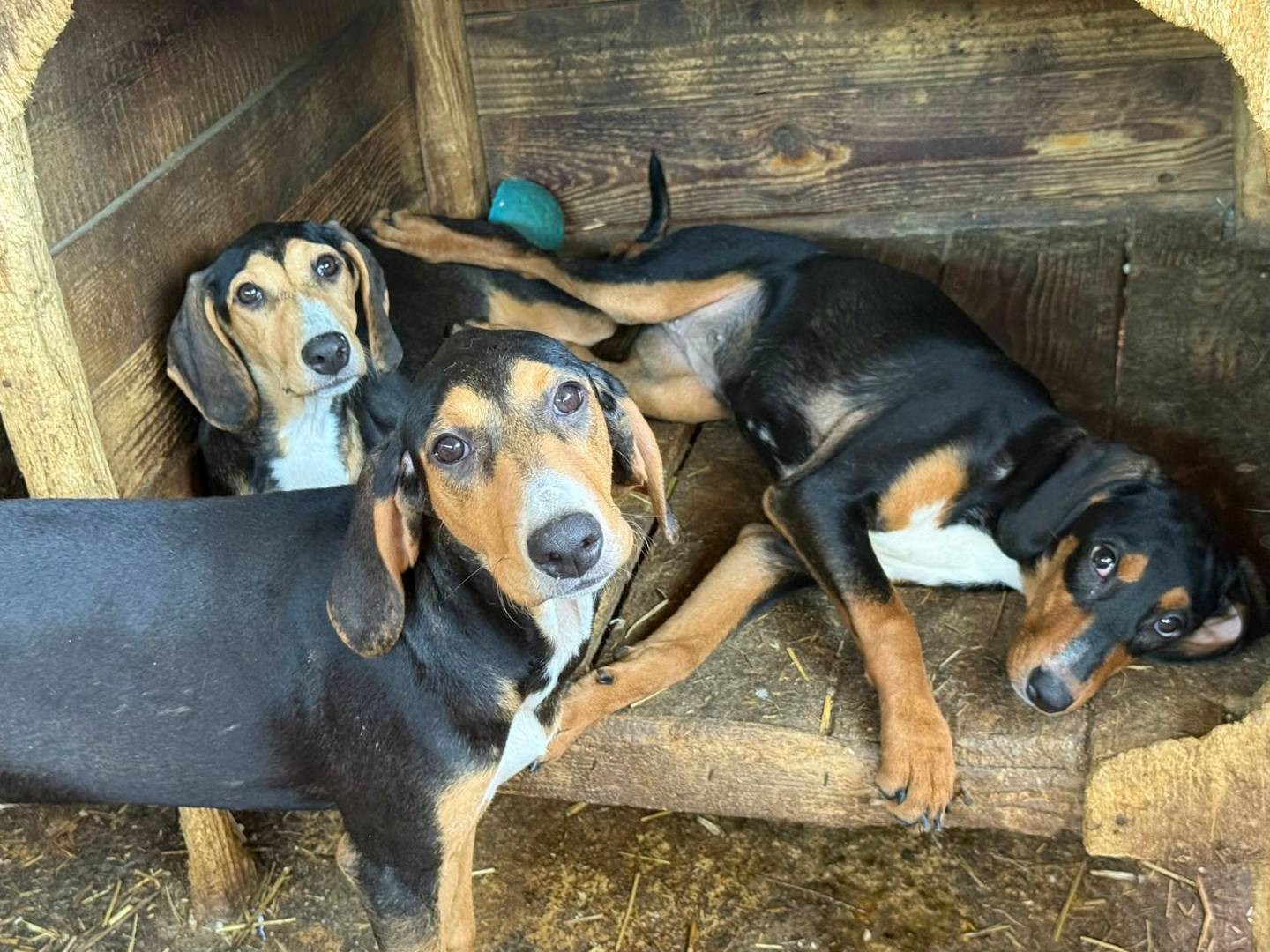 Adotta il cane AKIRA SHAKIRA LUNA LJUBICA a Firenze