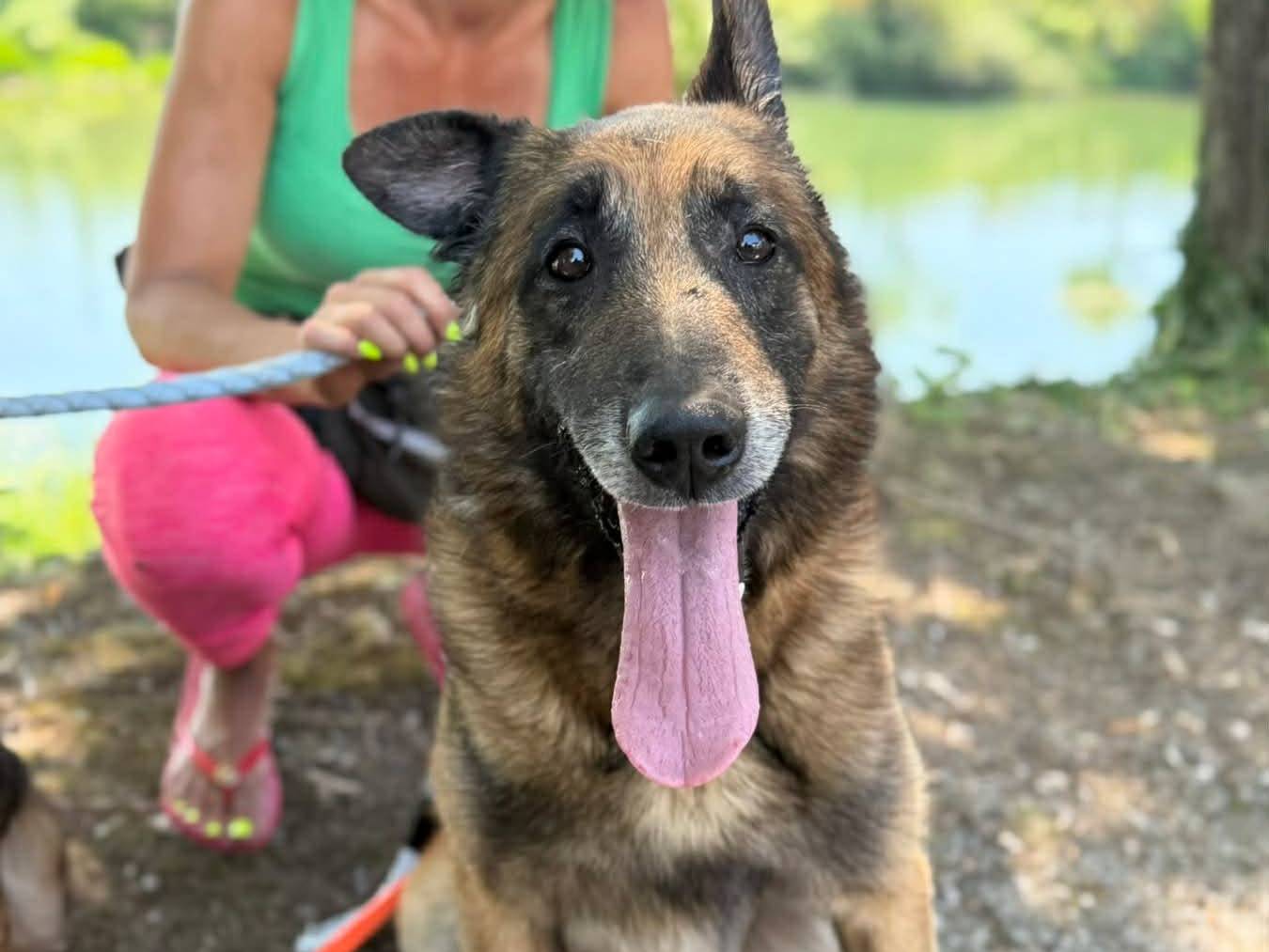 Adotta il cane AIRON a Firenze
