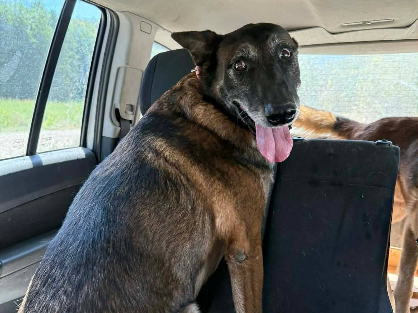 Adotta il cane TITAN a Firenze