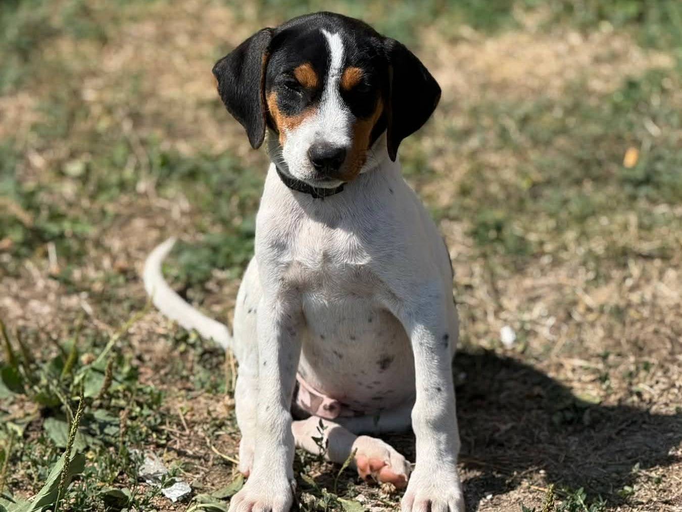 Adotta un cane, maschio, 4 mesi, Firenze