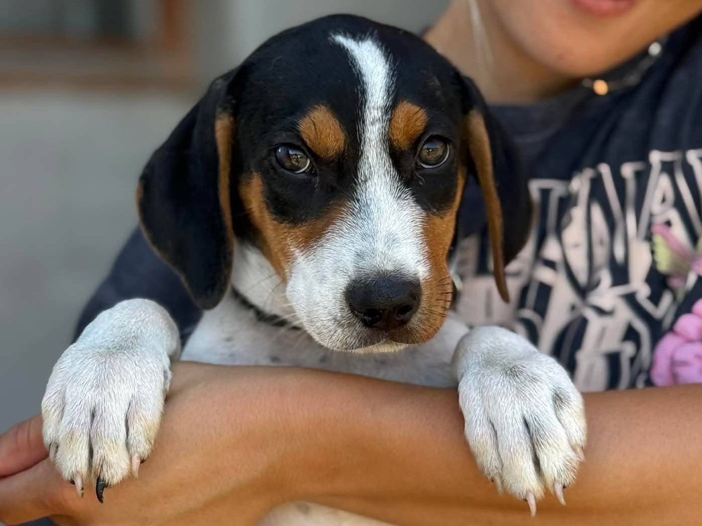 Adozione cane, maschio, Razza sconosciuta Razza sconosciuta, 4 mesi, taglia media, Firenze