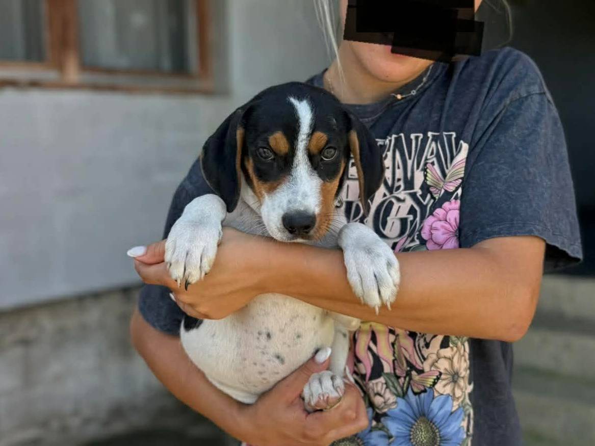 Adotta un cane, taglia media, maschio, Firenze