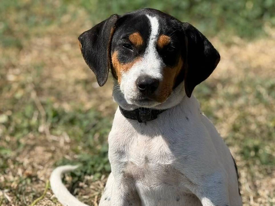 Vuoi adottare un cane a Firenze?