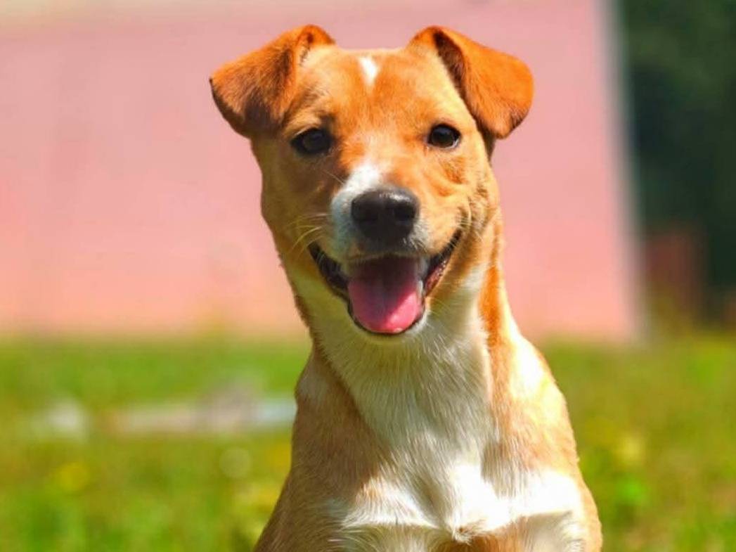 Adozione cane, femmina, Razza sconosciuta Razza sconosciuta, 7 mesi, taglia piccola, Firenze