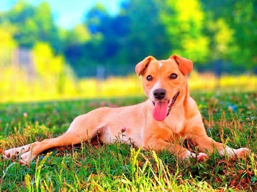 Adotta un cane, femmina, 7 mesi, Firenze
