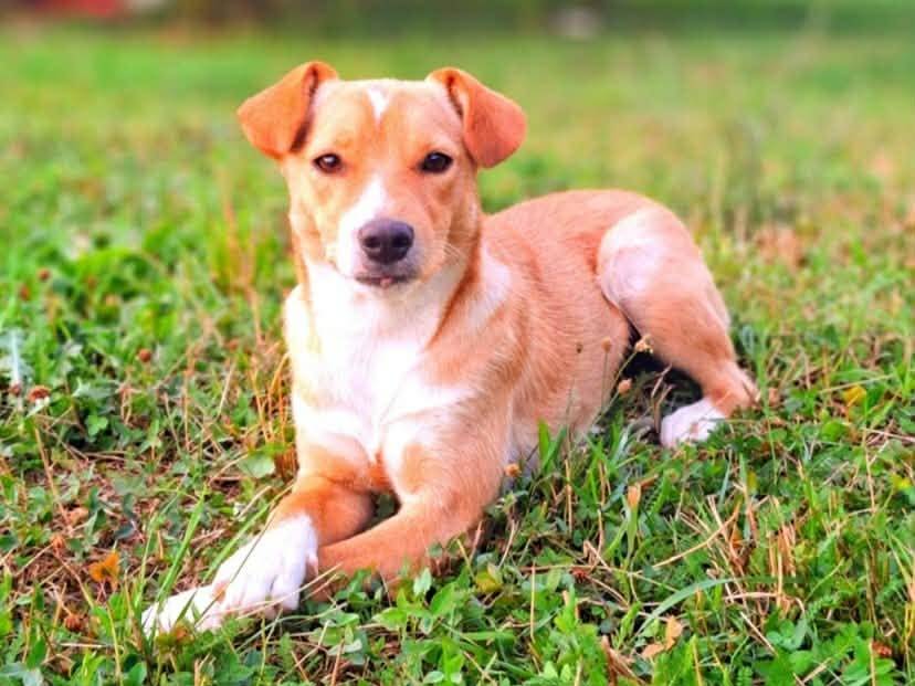 Vuoi adottare un cane a Firenze?
