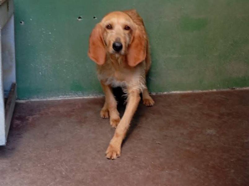 Adotta un cane, femmina, 3 anni e 7 mesi, Pavia