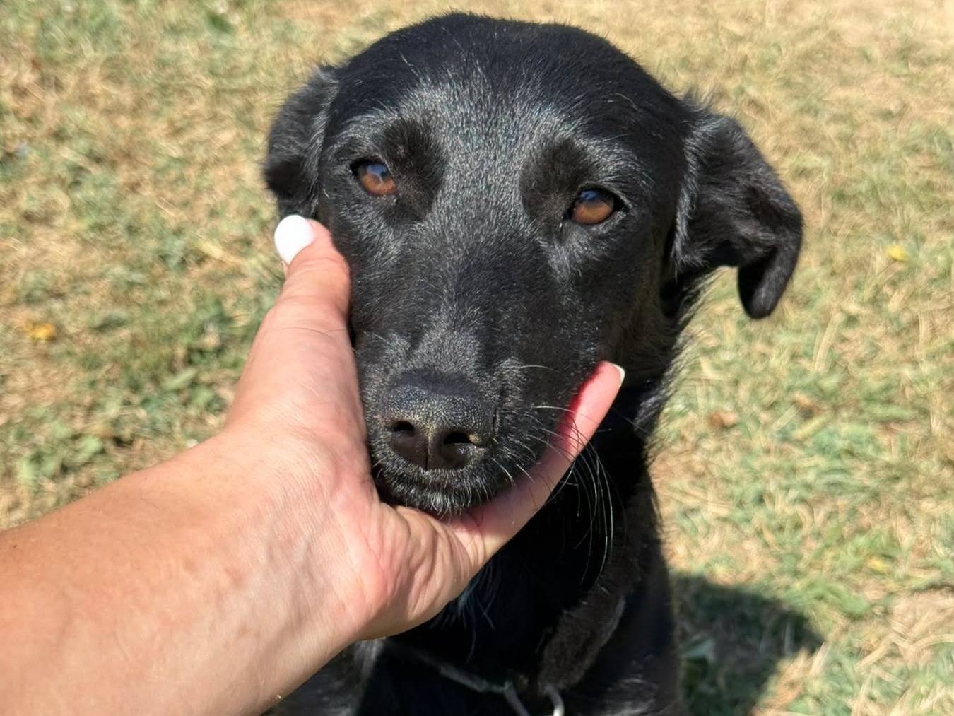 Adozione cane, femmina, Razza sconosciuta Razza sconosciuta, 9 mesi, taglia piccola, Firenze