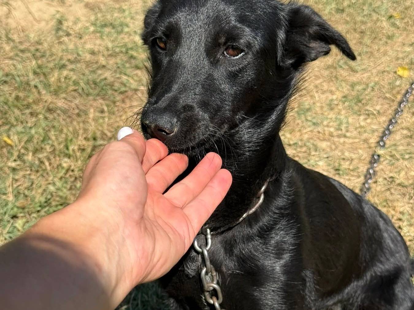 Adotta un cane, femmina, 9 mesi, Firenze