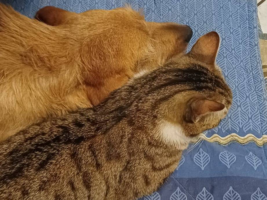 Adotta un cane, taglia media, femmina, Pavia