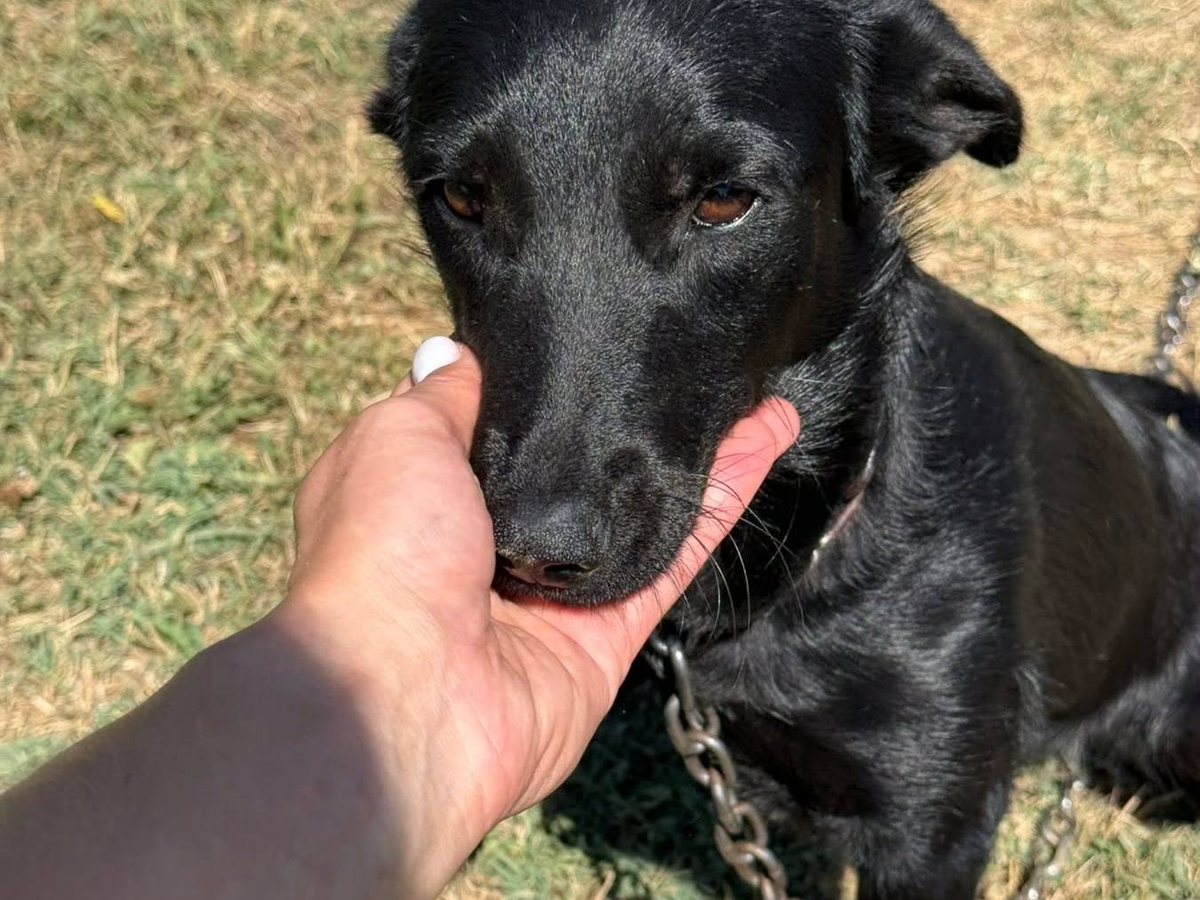 Adotta un cane, taglia piccola, femmina, Firenze