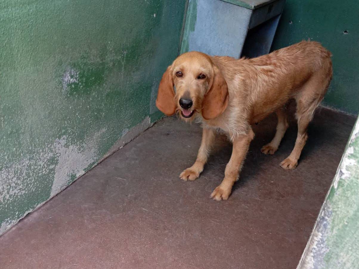 Vuoi adottare un cane a Pavia?