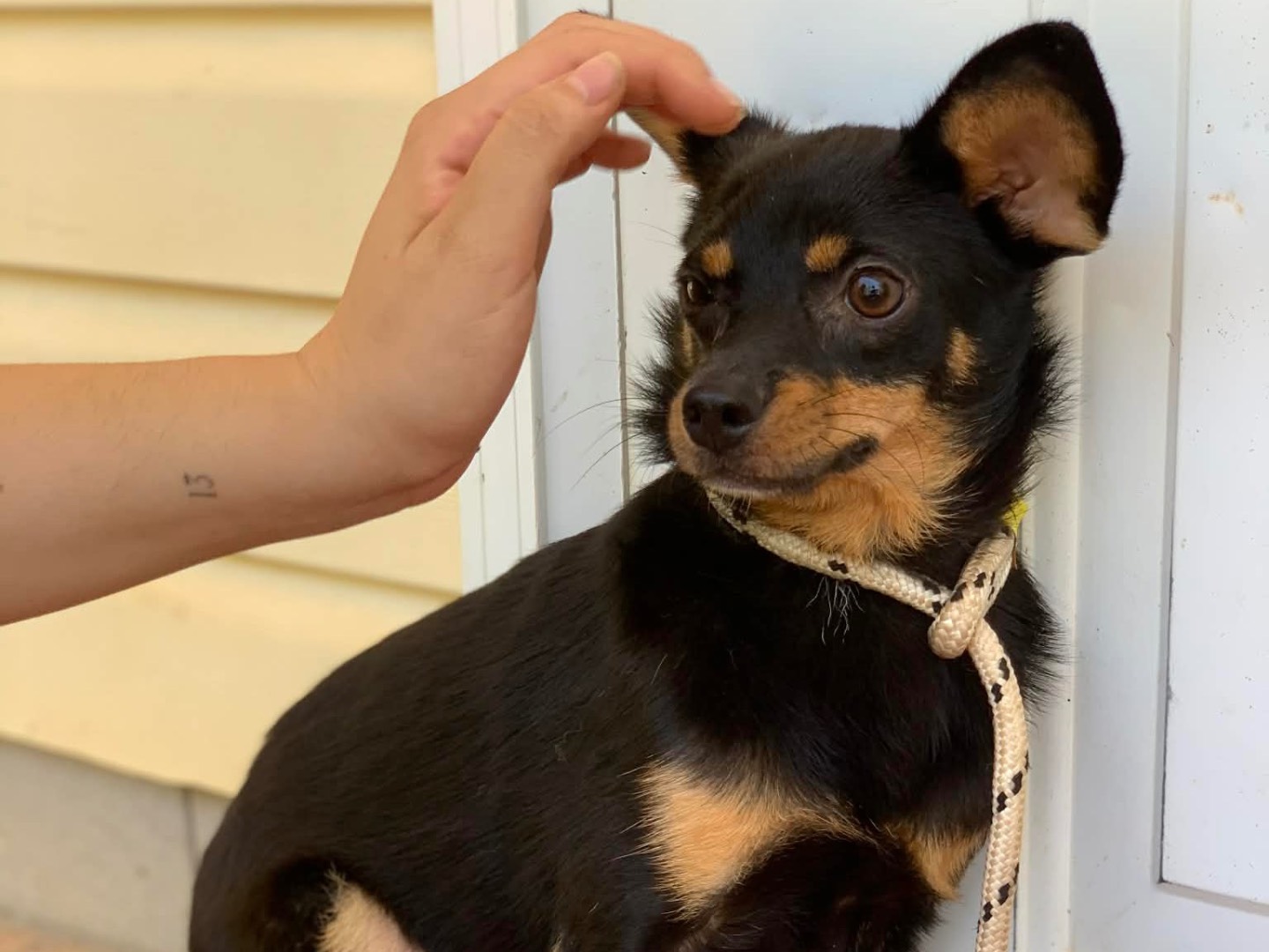 Adotta un cane, femmina, 5 anni e 2 mesi, Latina