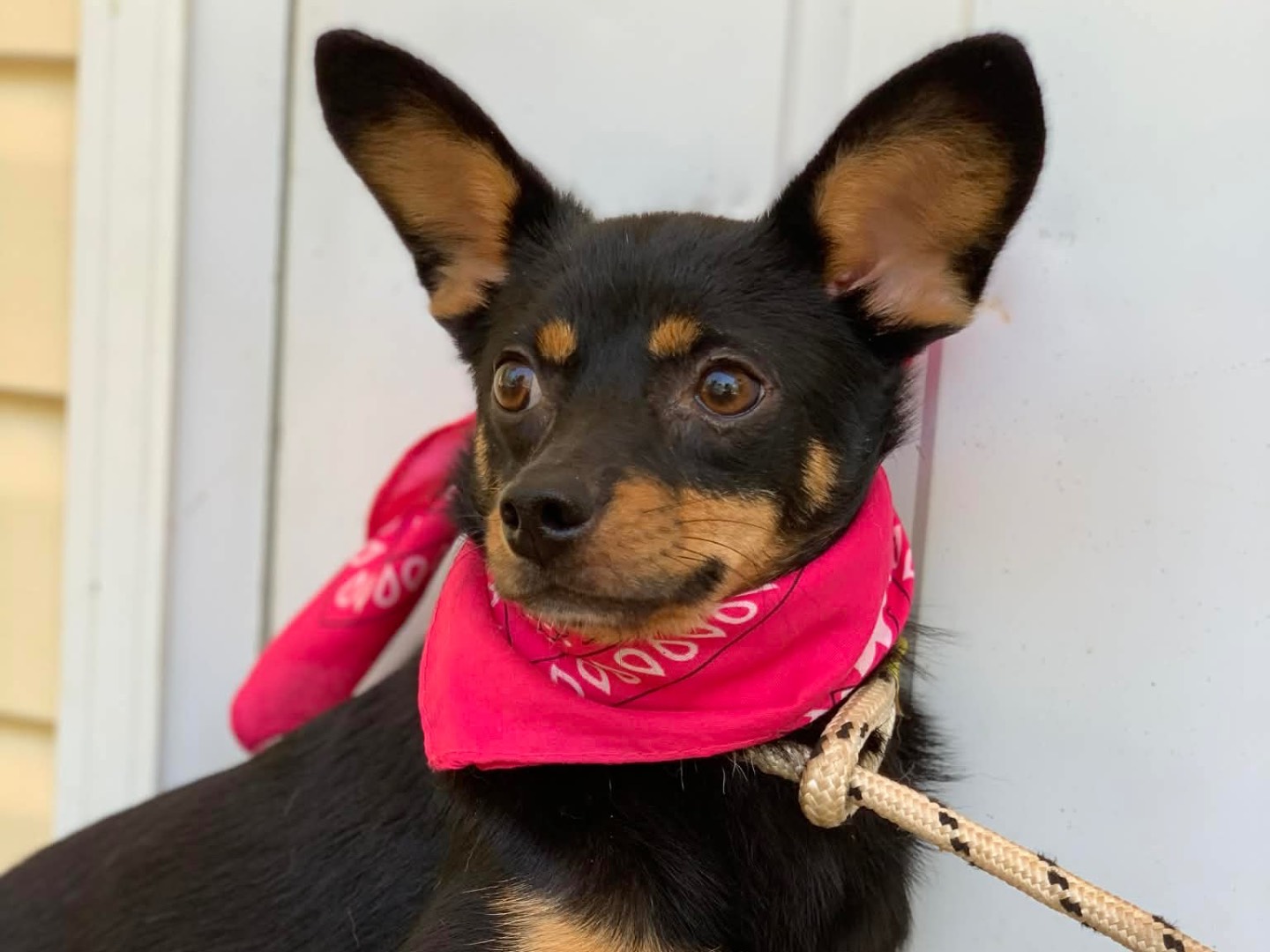 Adotta il cane Sally  a Latina