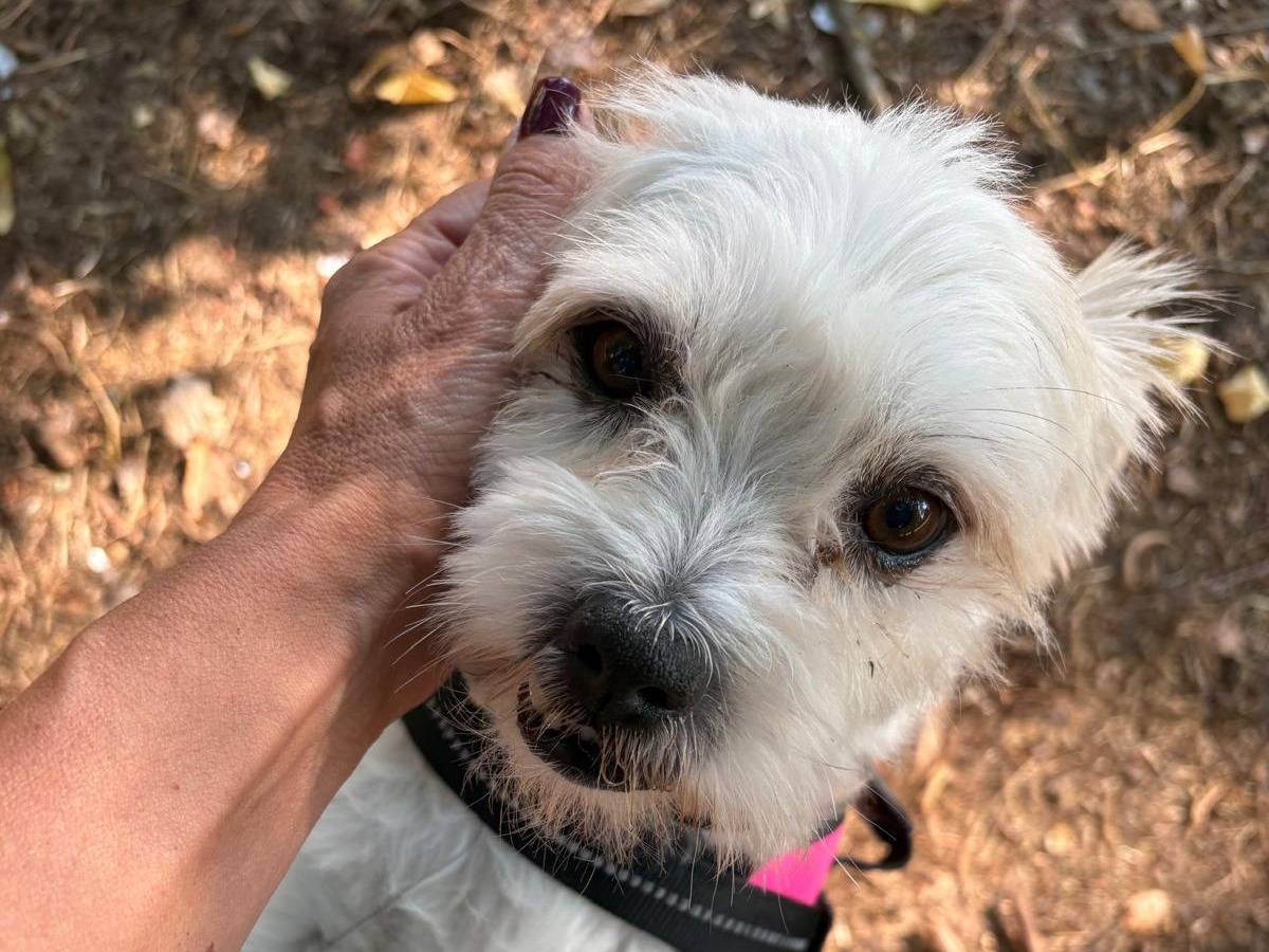 Adozione cane, maschio, Razza sconosciuta Razza sconosciuta, 7 anni e 10 mesi, taglia piccola, Novara