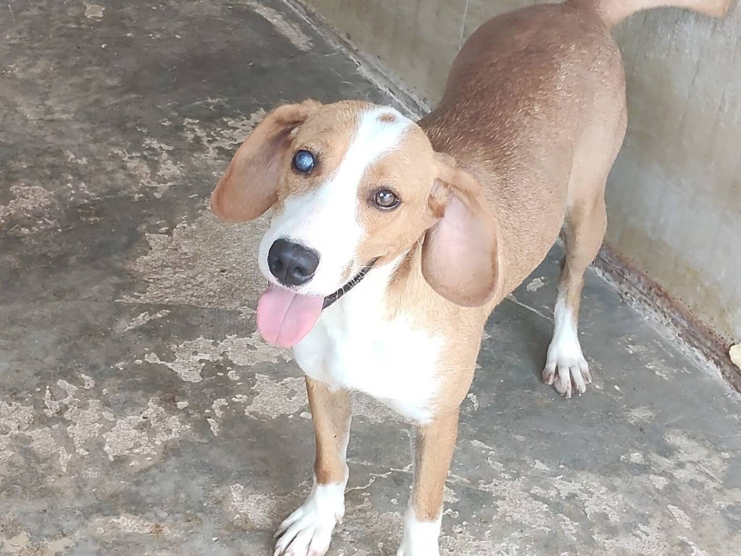 Adozione cane, femmina, Segugio Razza sconosciuta, 2 anni e 11 mesi, taglia media contenuta, Ragusa