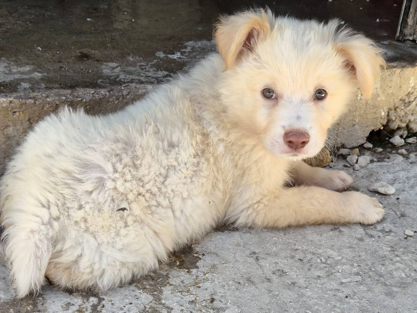 Adozione cane, maschio, Razza sconosciuta Razza sconosciuta, 3 mesi, taglia media, Ragusa