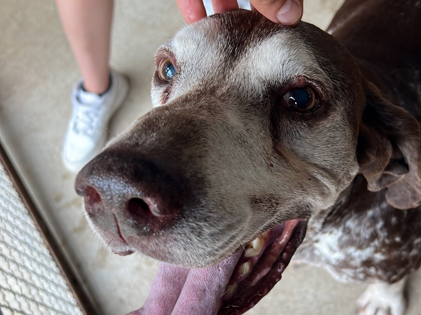 Adotta un cane, taglia grande, maschio, Milano