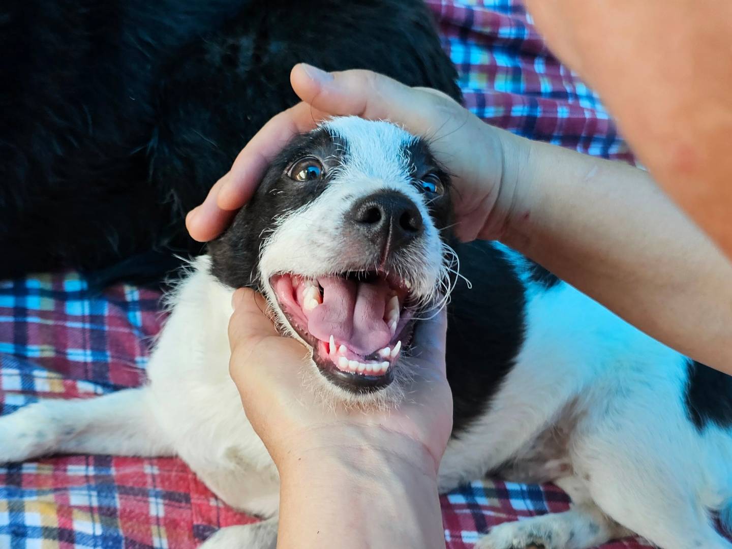 Adozione cane, maschio, Razza sconosciuta Razza sconosciuta, 3 mesi, taglia piccola, Pavia