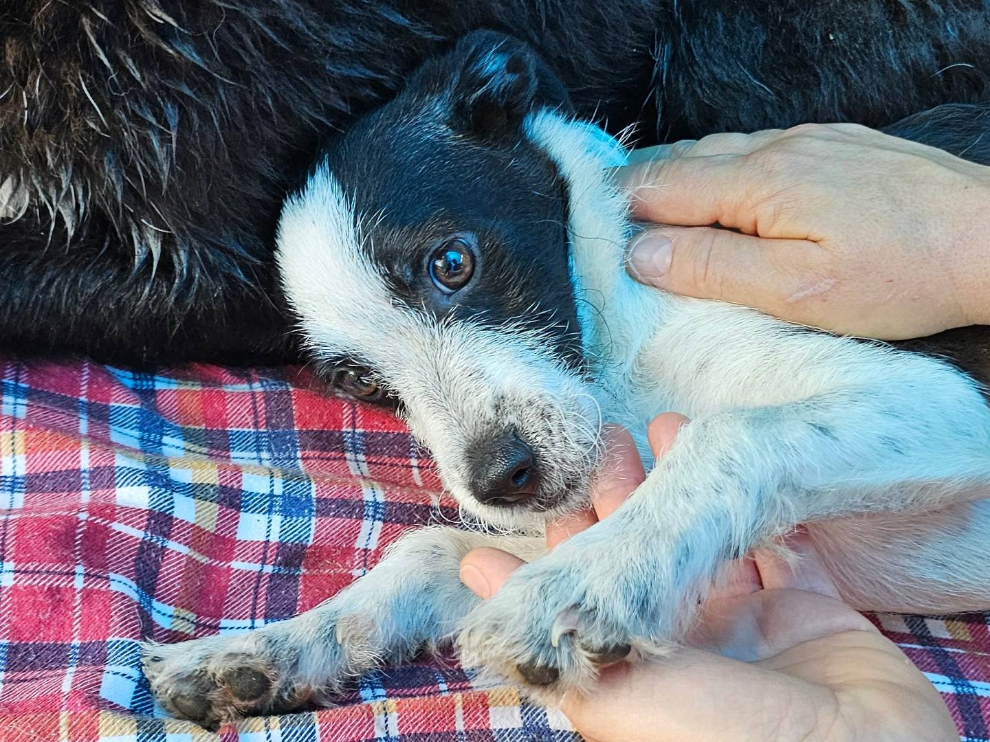 Adotta un cane, taglia piccola, maschio, Pavia