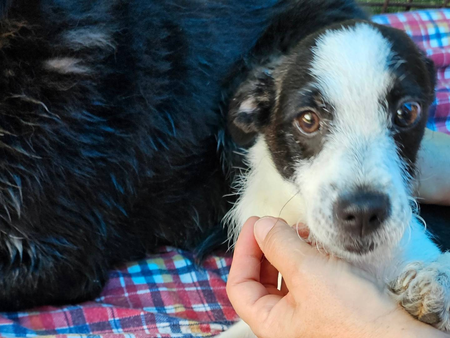 Vuoi adottare un cane a Pavia?