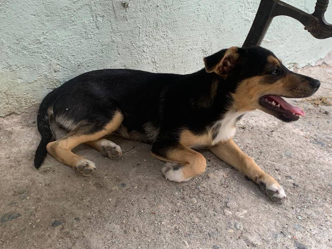 Adozione cane, femmina, Razza sconosciuta Razza sconosciuta, 1 settimana, taglia piccola, Bari