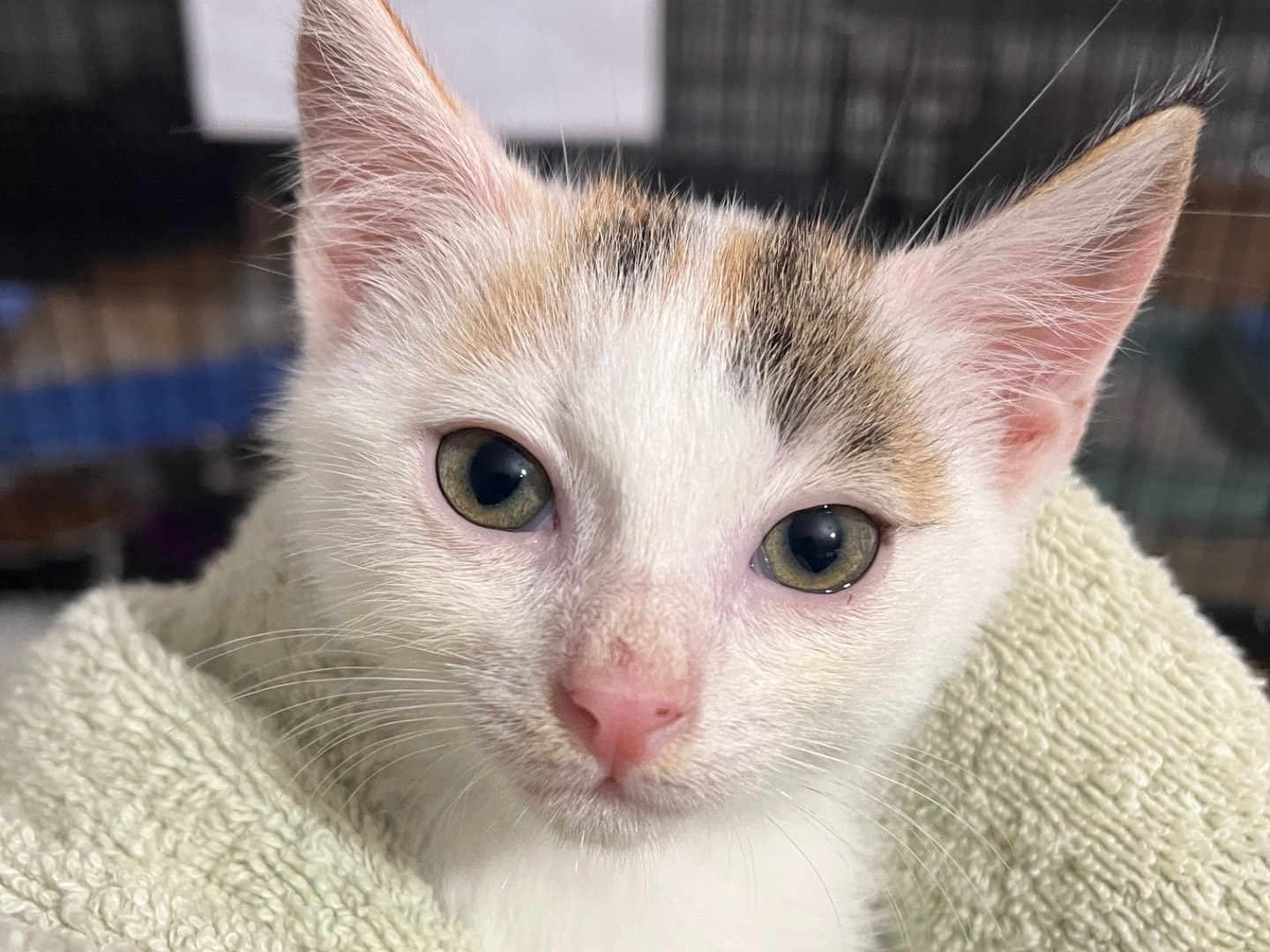 Adozione gatto, femmina, Razza sconosciuta Razza sconosciuta, 2 mesi, taglia non valida, Padova
