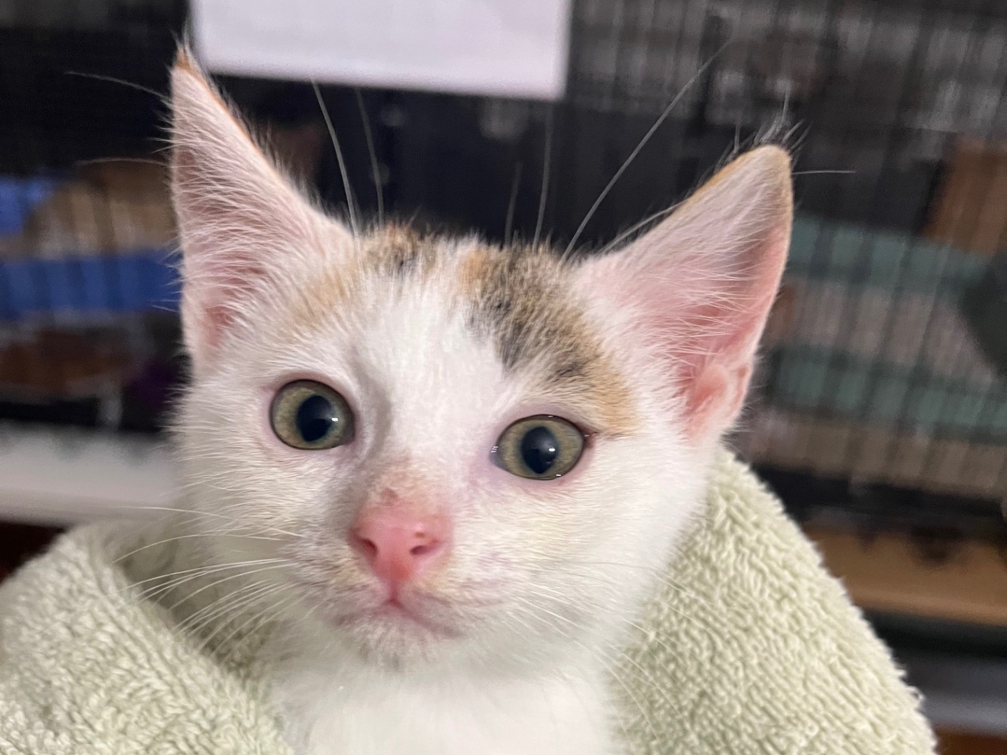 Adotta un gatto, femmina, 2 mesi, Padova