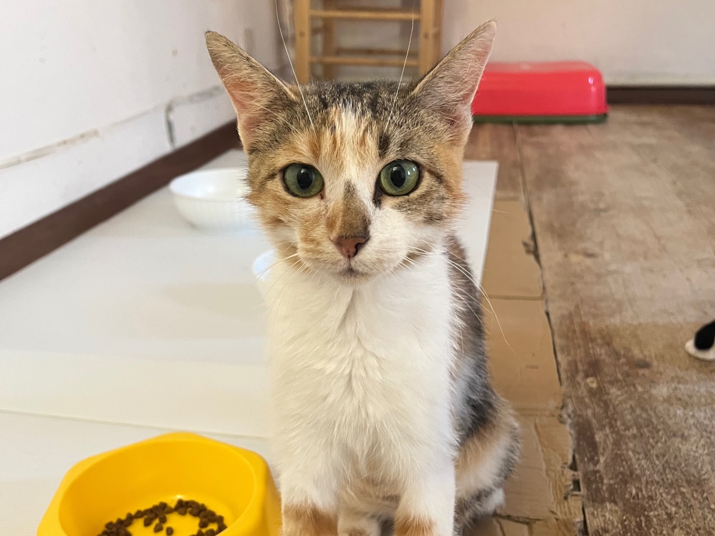 Adozione gatto, femmina, Razza sconosciuta Razza sconosciuta, 3 anni, taglia non valida, Padova