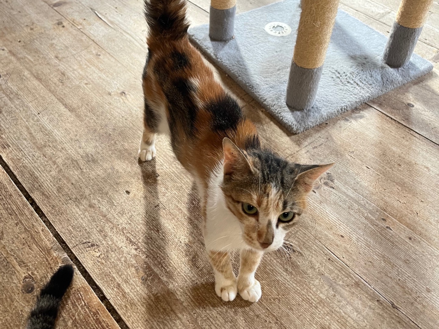Adotta un gatto, femmina, 3 anni, Padova