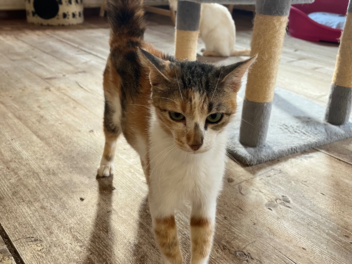 Adotta un gatto, taglia non valida, femmina, Padova