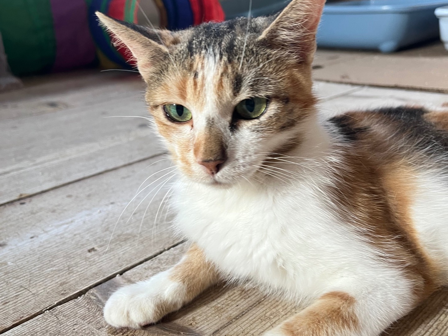 Vuoi adottare un gatto a Padova?