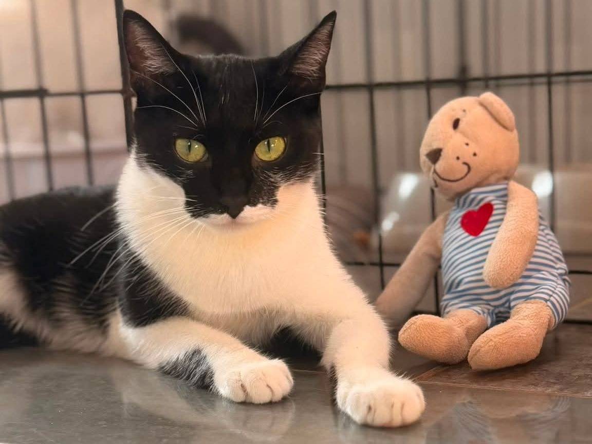 Adozione gatto, femmina, Razza sconosciuta Razza sconosciuta, 1 anno e 2 mesi, taglia non valida, Bari