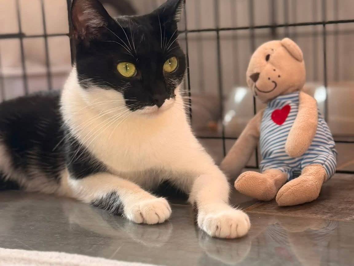 Adotta un gatto, taglia non valida, femmina, Bari